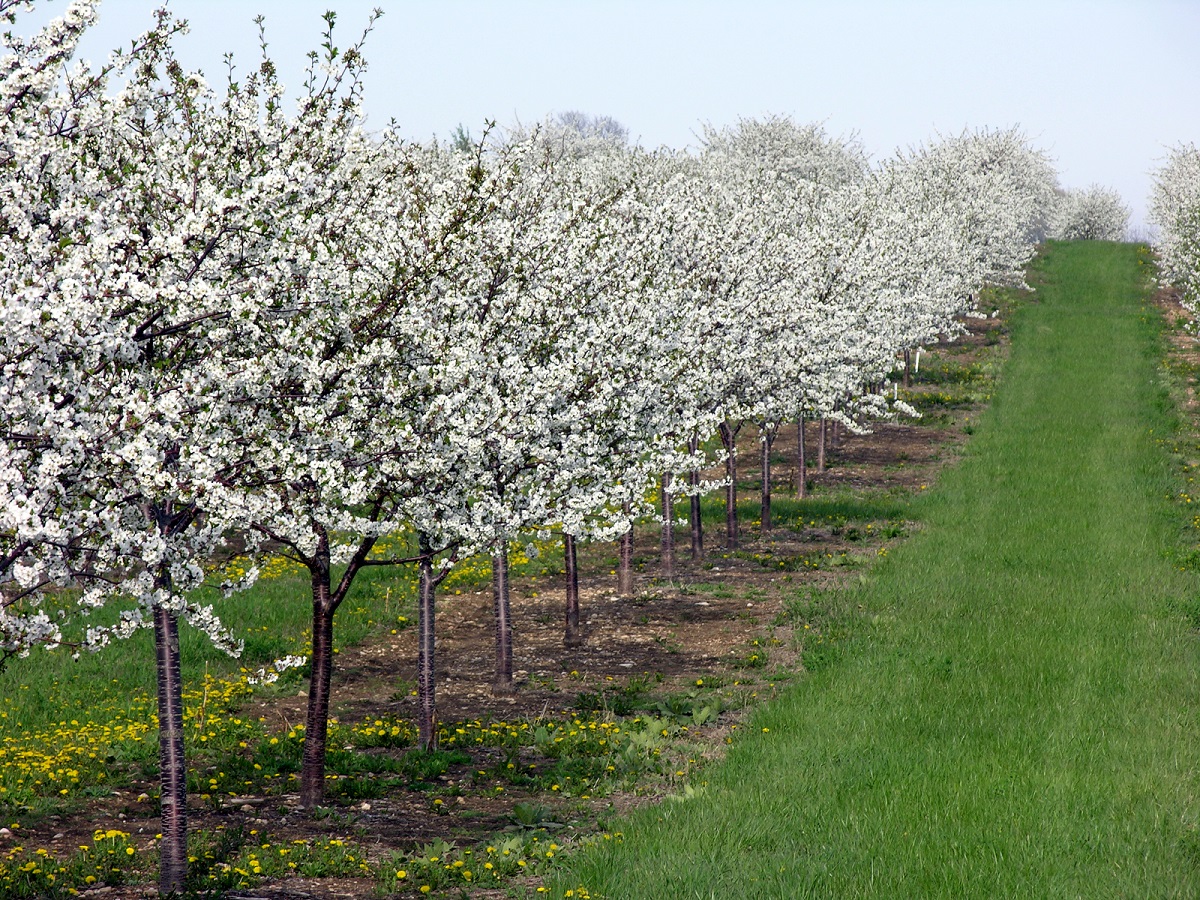 Cherry Blossom Festival Wisconsin